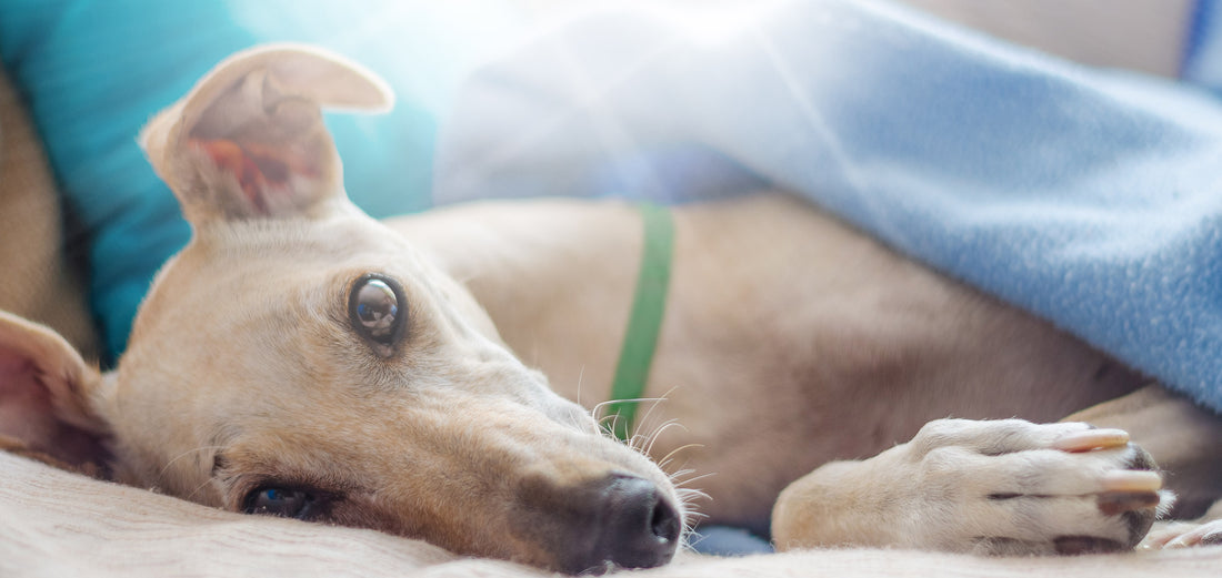 Sick greyhound at vet's surgery